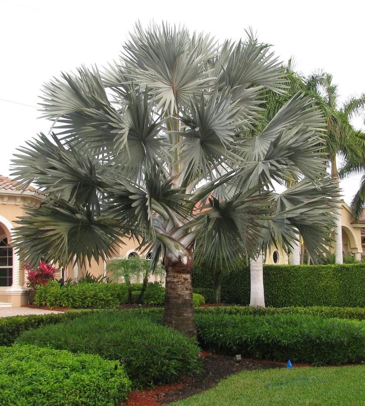 Types of Palm Trees in Florida