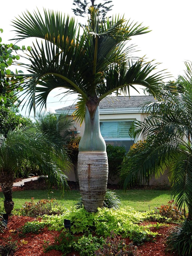 Types of Palm Trees in Florida