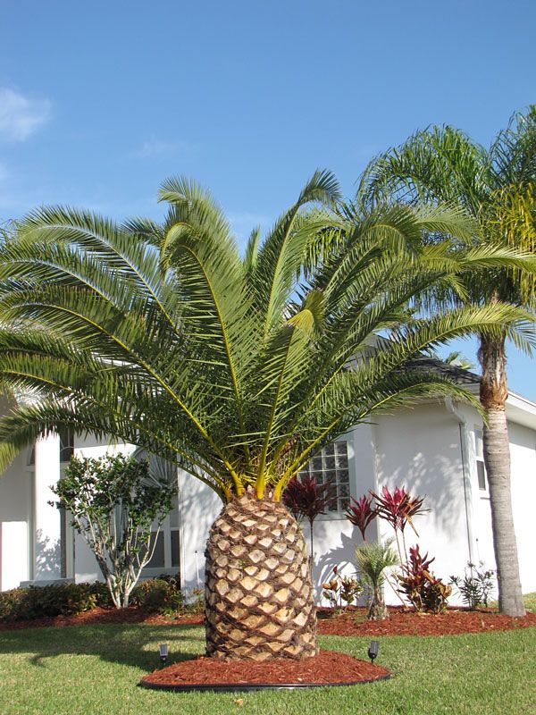 Types of Palm Trees in Florida