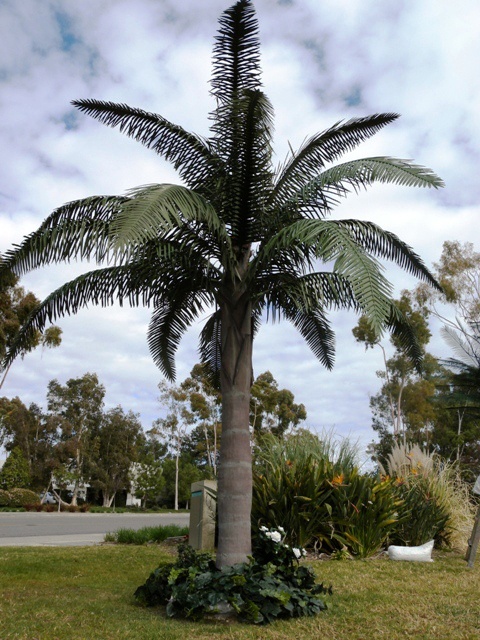 Types of Palm Trees in Florida