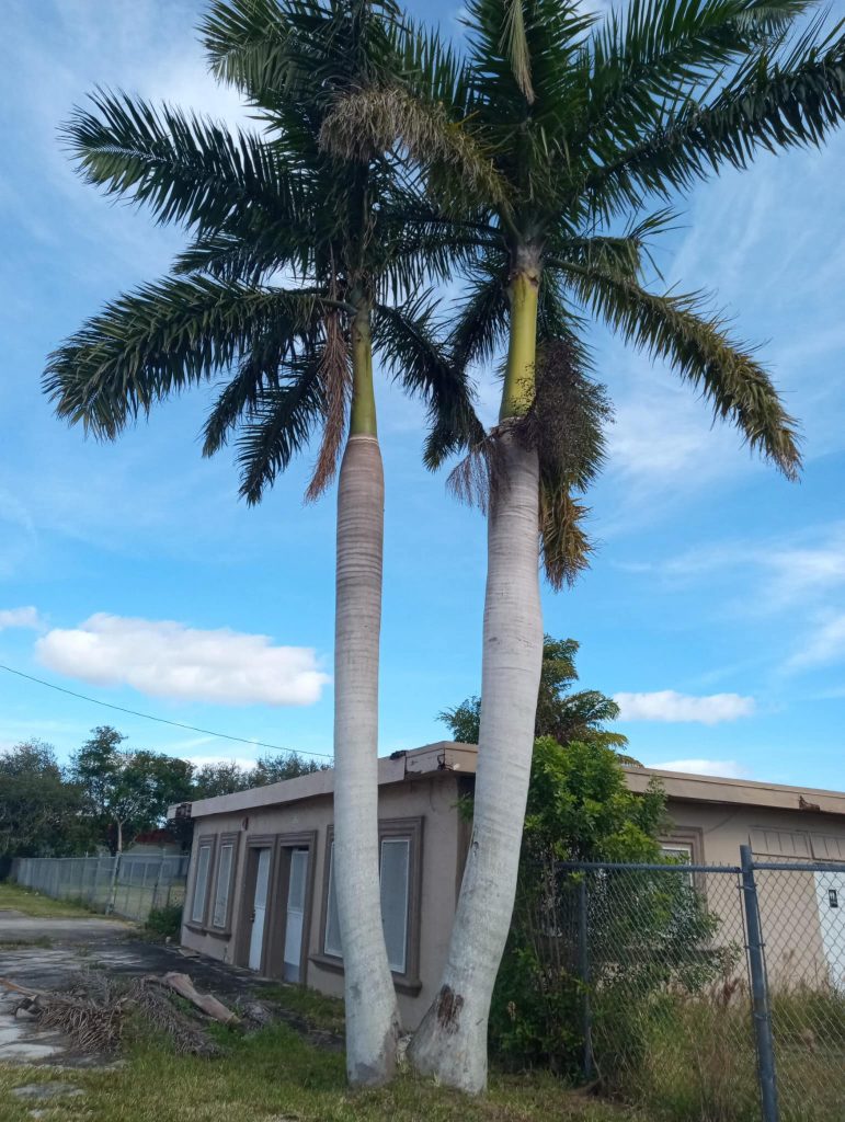 Types of Palm Trees in Florida