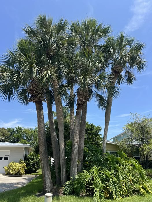 Types of Palm Trees in Florida