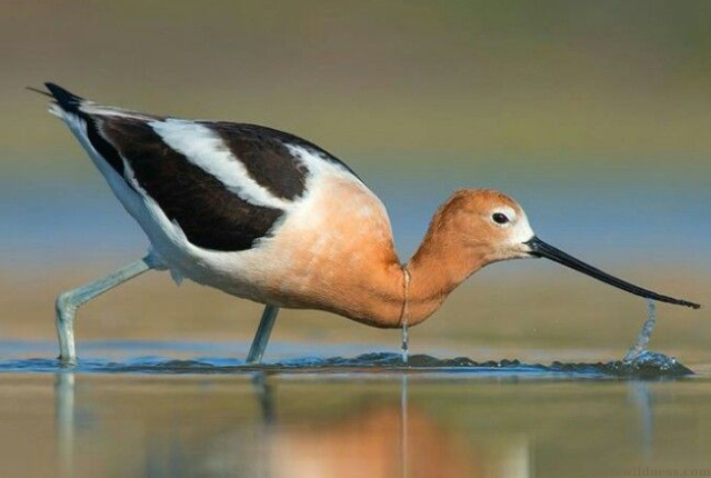birds with long beaks​
