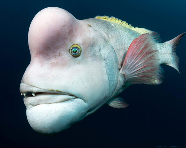 fish with a big forehead​