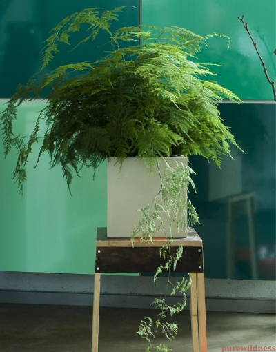 types of spider plants