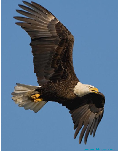 florida birds of prey