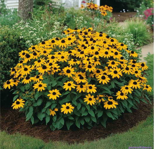 flowers that attract butterflies