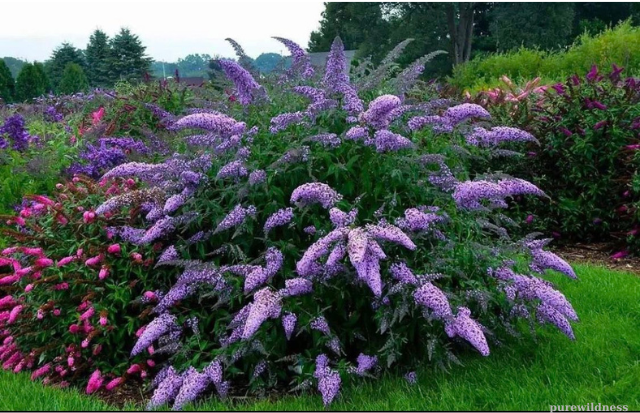 flowers that attract butterflies