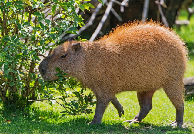 animals that look like beavers