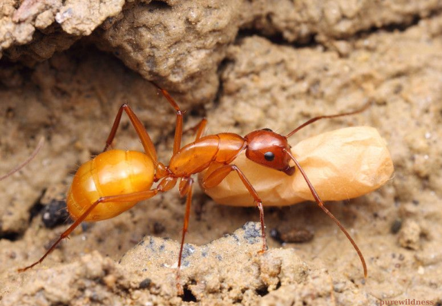 bugs that look like termites