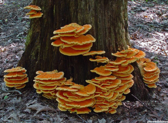 mushrooms from trees​