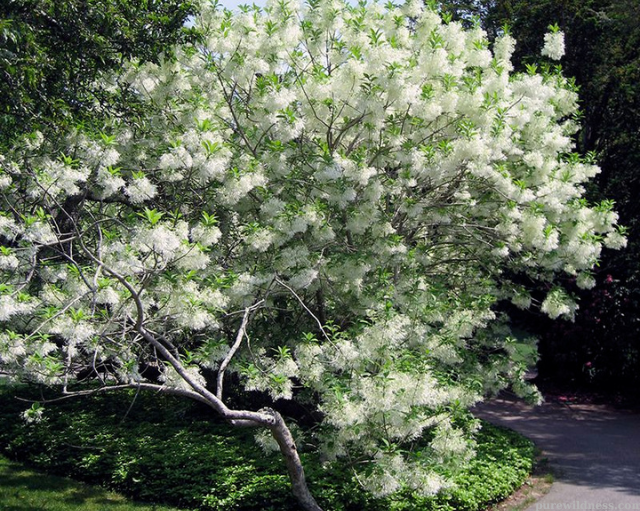 tree with white flowers​