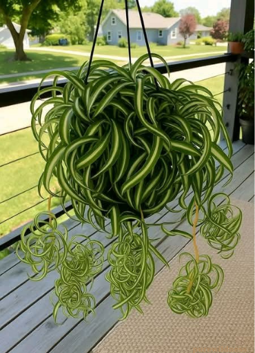 types of spider plants