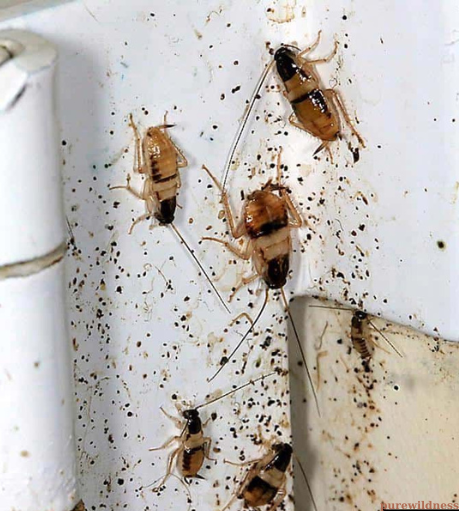 bugs that look like termites