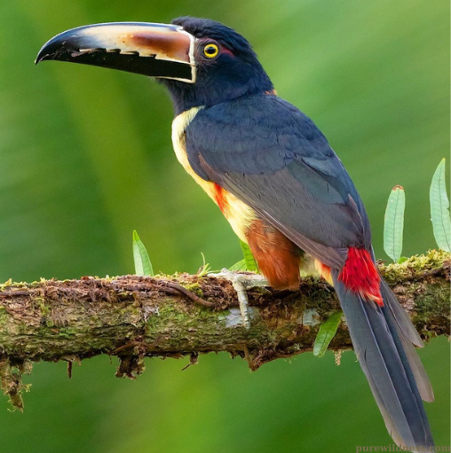 birds with long beaks​