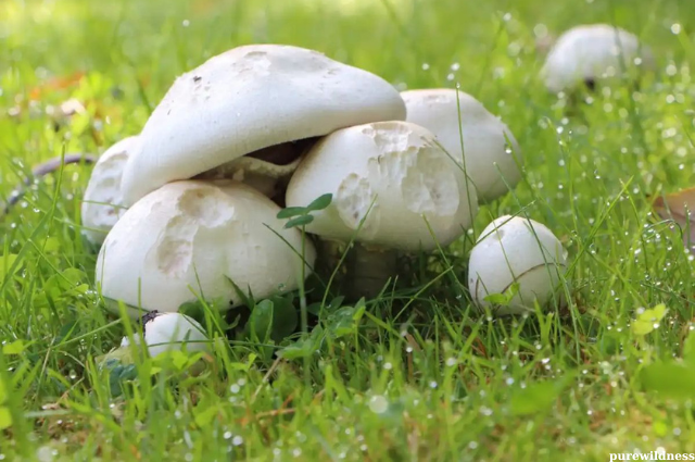 mushrooms growing lawn