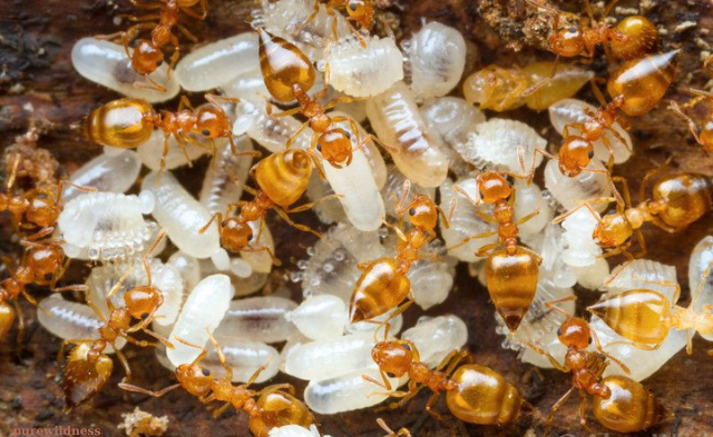 bugs that look like termites