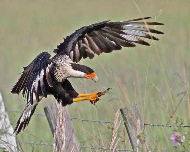 florida birds of prey