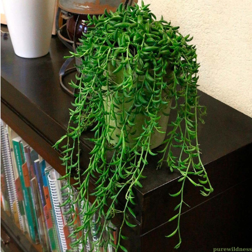 types of spider plants