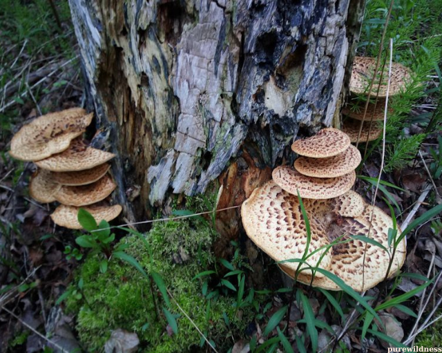 mushrooms from trees​