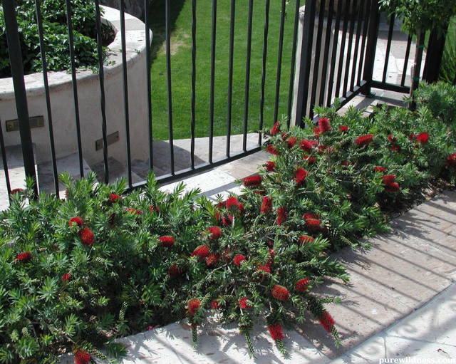 dwarf flowering trees