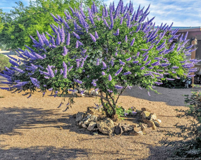 dwarf flowering trees