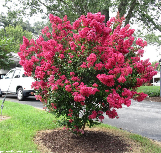 dwarf flowering trees