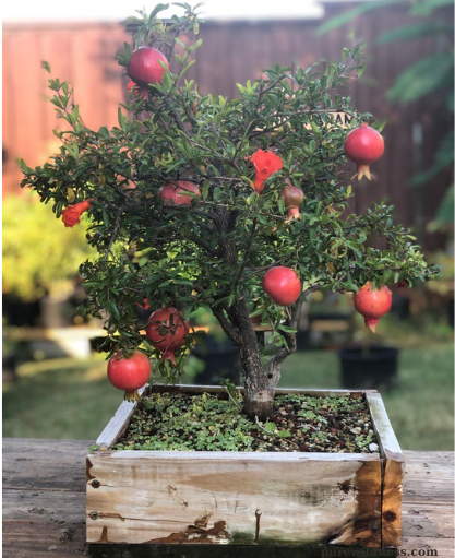dwarf flowering trees