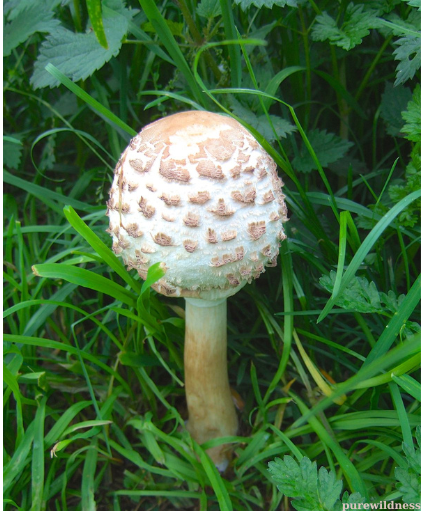mushrooms growing lawn​