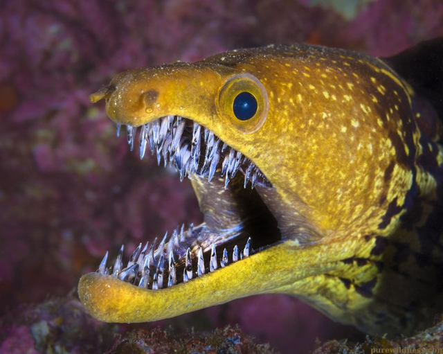 fish with big teeth​