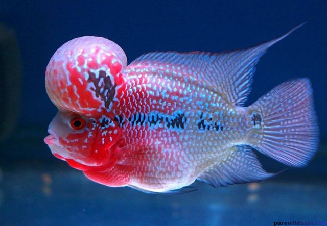 fish with a big forehead​