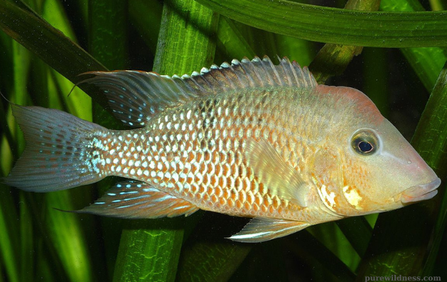 fish with a big forehead​