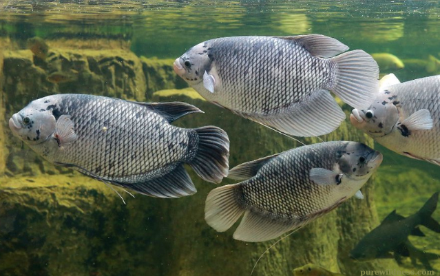 fish with a big forehead​