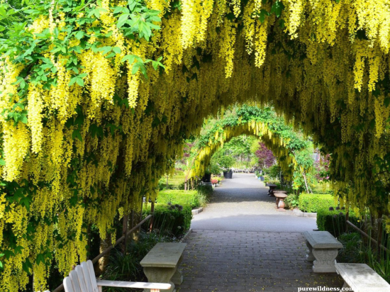 tree with yellow flowers​