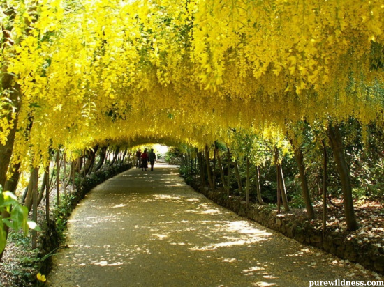 tree with yellow flowers​