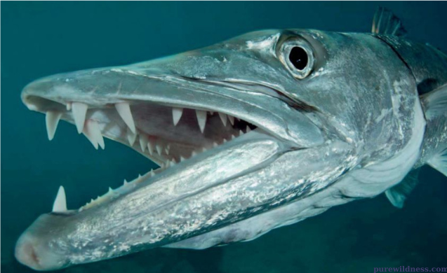fish with big teeth​