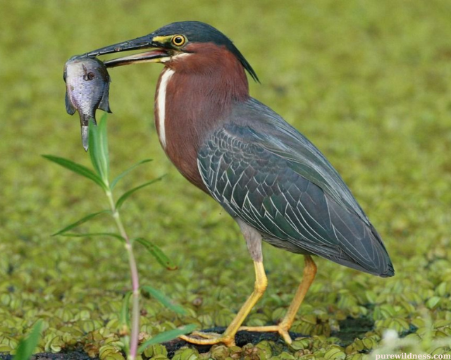 birds with long beaks​