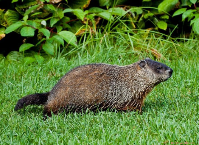 animals that look like beavers