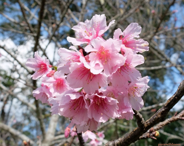 trees with pink flowers​