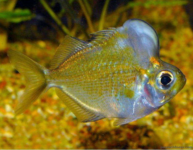 fish with a big forehead​