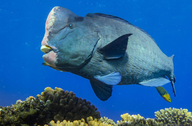 fish with a big forehead​