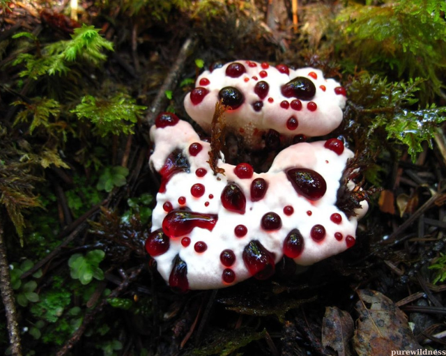 colorful mushrooms​