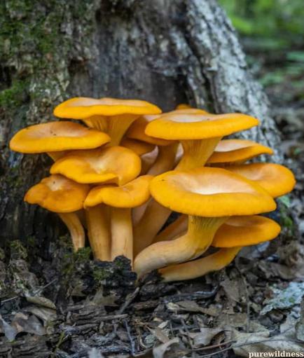 mushrooms from trees​