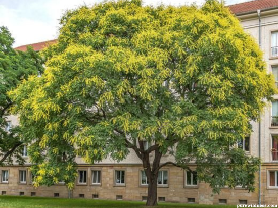 tree with yellow flowers​