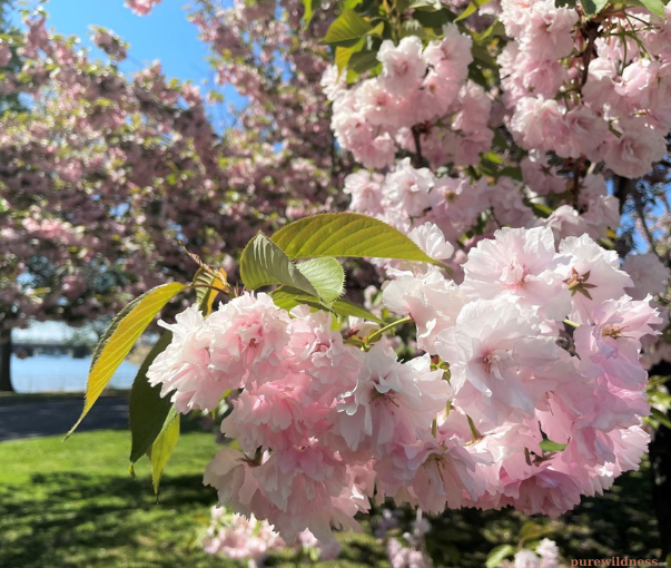 trees with pink flowers​
