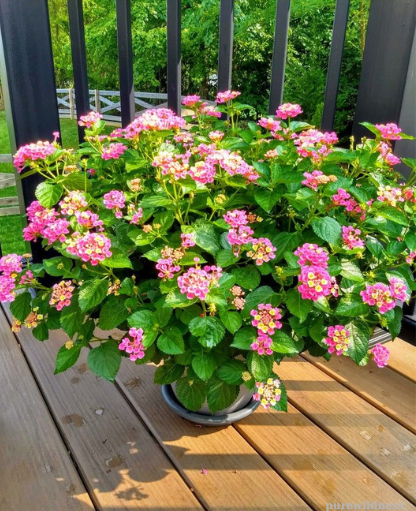 flowers that attract butterflies