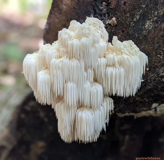 colorful mushrooms​