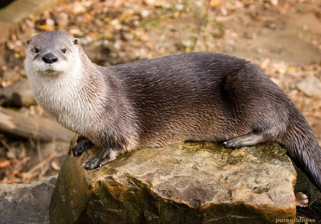 animals that look like beavers