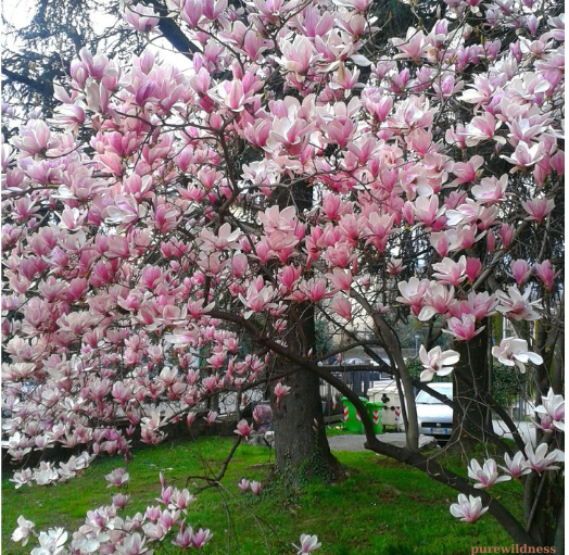 trees with pink flowers​