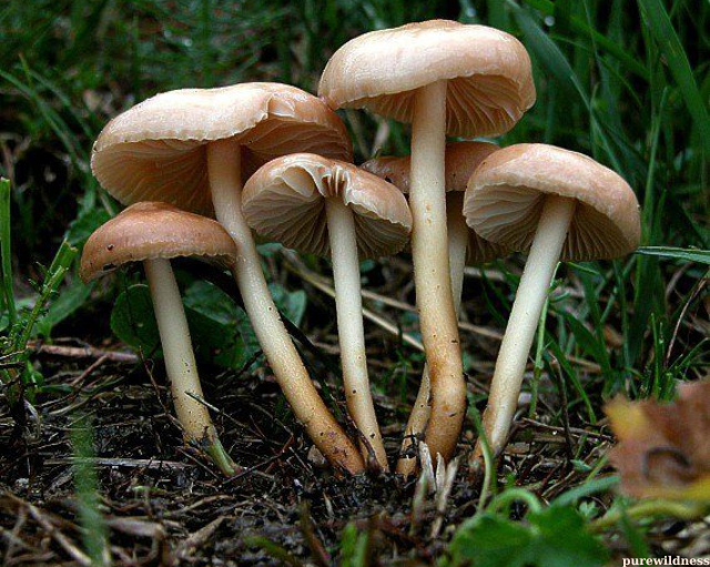 mushrooms growing lawn